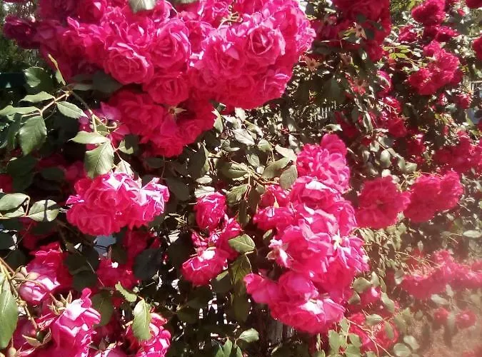 Santa Sofia * Sunny Beach