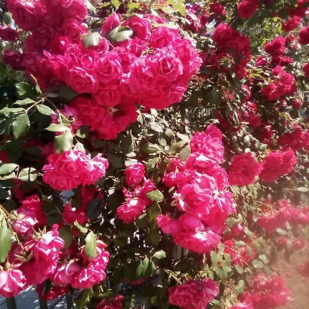 Santa Sofia * סאני ביץ'